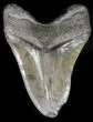 Beastly, Fossil Megalodon Tooth - South Carolina #47218-2